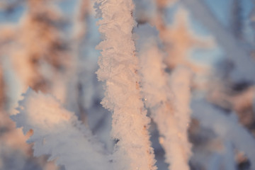 branches and grass in frost, sunny winter day