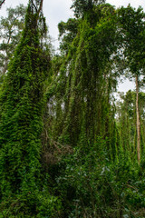 Mekong river trees