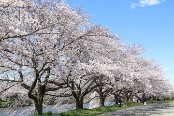 元荒川の河川敷に咲くソメイヨシノ（サクラ）の花
