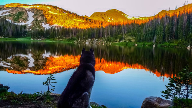 A siberian husky looks over a majestic alpine lake in colorado - Powered by Adobe