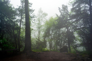 Forest fog in the mountains of Olympus, Greece