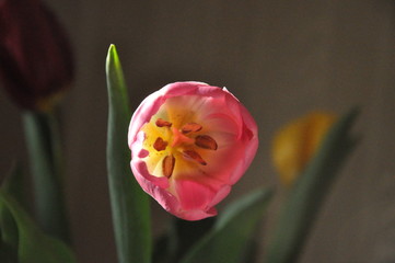 red and yellow tulips