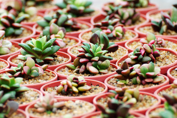 Haworthia rufescens cactus flower pot at cactus farm - Tropical Plant backdrop and beautiful detail – Nature background