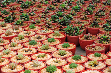 Top view of Haworthia rufescens succulent cactus flower pot at cactus farm - Tropical Plant backdrop and beautiful detail – Nature background