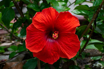 red hibiscus flower