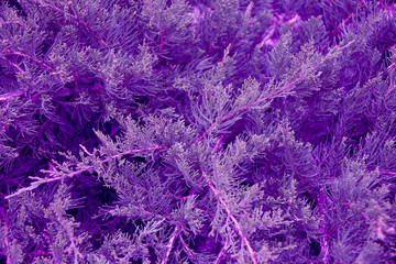 abstract purple tree branch