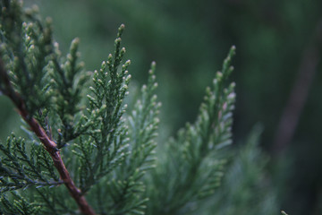 evergreen tree background