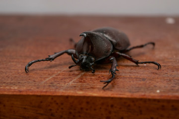 black rhinoceros beetle on wood