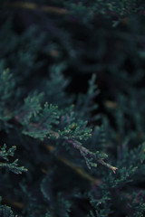 evergreen tree background