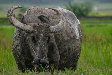 buffalo in the field