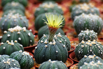 Closeup blooming yellow cactus flower is Astrophytum asterias is a species of cactus plant in the genus Astrophytum with blurred background - Tropical Plant backdrop and beautiful detail © kittinit