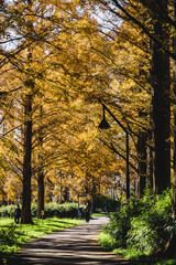 メタセコイア並木のある公園で