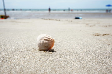 Resting in the summer season at the sea of thailand