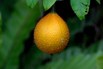 Closeup Gac or Orange Baby Jackfruit on Baby Jackfruit tree farm with blurred background - Houseplant Agriculture  backdrop and beautiful detail - nature background