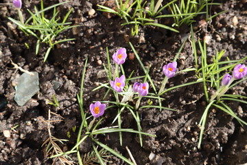 spring crocus flowers