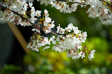 桜の花びら