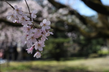 pink cherry blossoms