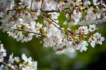 桜の花びら