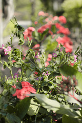 Obraz premium Beautiful Rose 