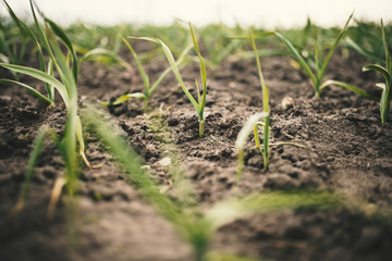 Garlic field in agricultural land. Young plant of garlic during a spring. Concept of agriculture. 