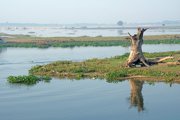  Landscape - nature scene of Big dry tree without leaf at u bein bridge with sunrise. This place is...