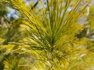 close up of pine needles