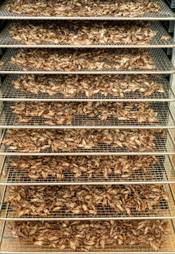 Dried Crickets (Acheta Domesticus) In Dehydrator.