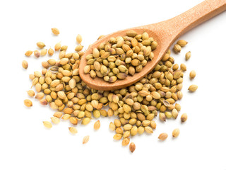 Spice coriander (Coriandrum sativum) seeds in wooden spoon isolated on white background. Indian cuisine, ayurveda, naturopathy concept