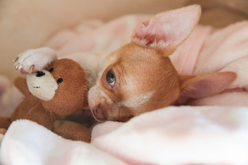 A mini chihuahua puppy is sleeping with a teddy bear in his bed. The puppy is two months old. Dog hugs a teddy bear.
