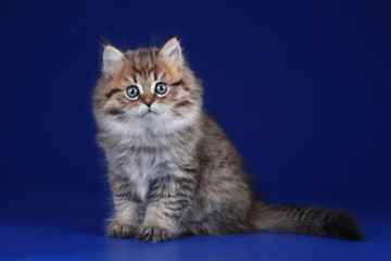 Fototapeta na wymiar Cute fluffy scottish kitten sitting on a blue background