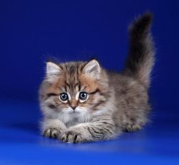 Cute fluffy playful kitten lying on a blue background