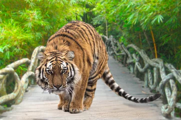 Tuinposter Beautiful photo of siberian tiger in jump. Tiger is jumping and ready to attack on the bridge. Green background. © Michal