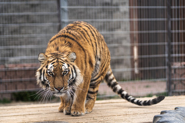  Siberian tiger is in the attack position and preparing to jump.