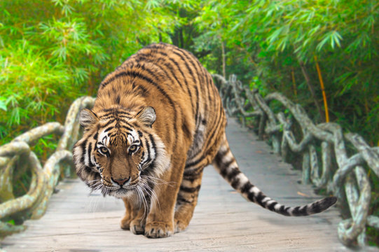 Beautiful photo of siberian tiger in jump. Tiger is jumping and ready to attack on the bridge. Green background.