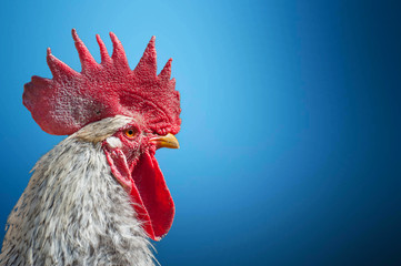 Close-up portrait of rooster on blue blurred background. Domestic animal isolated, copy space....