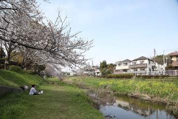 Cherry tree and yellow flower beside the river