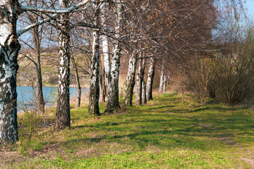 Birch trees on the river bank