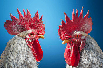 Close-up portrait of rooster on blue blurred background. Domestic animal isolated, copy space. Portrait of a rooster © Igor