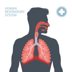 Human respiratory system - 335782266