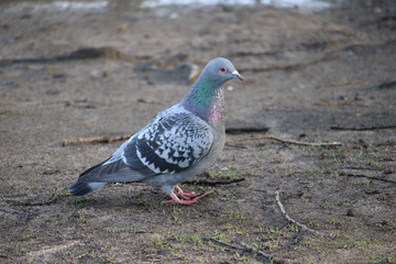 single pigeon on the ground in close-up