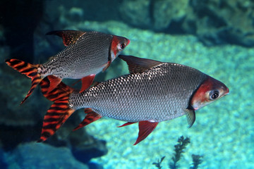 Two fish flagtail characin (Semaprochilodus taeniurus or Silver prochilodus)