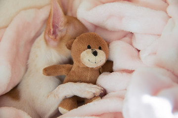 A mini chihuahua puppy is sleeping with a teddy bear in his bed. The puppy is two months old.
Dog hugs a teddy bear.