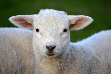 Head of a lamb