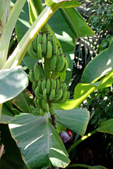 Obraz premium Bunch of green, unripe bananas on banana tree