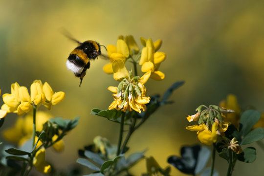 Pollinisation par un bourdon