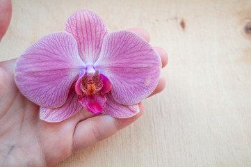 Fototapeta premium Blooming pink orchid flower in the hand. Butterfly Orchids.