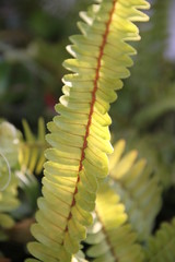 Fern leaves against a backlight