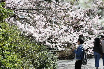 man looking cherry tree