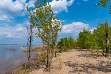 Fototapeta na wymiar Empty sandy beach. Empty bay shore with trees and bushes on a sunny day without people.