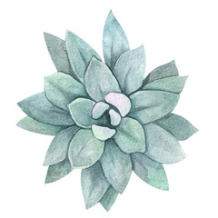 Watercolor different succulents  isolated on white background. Natural floral illustration for design, print, fabric or background 